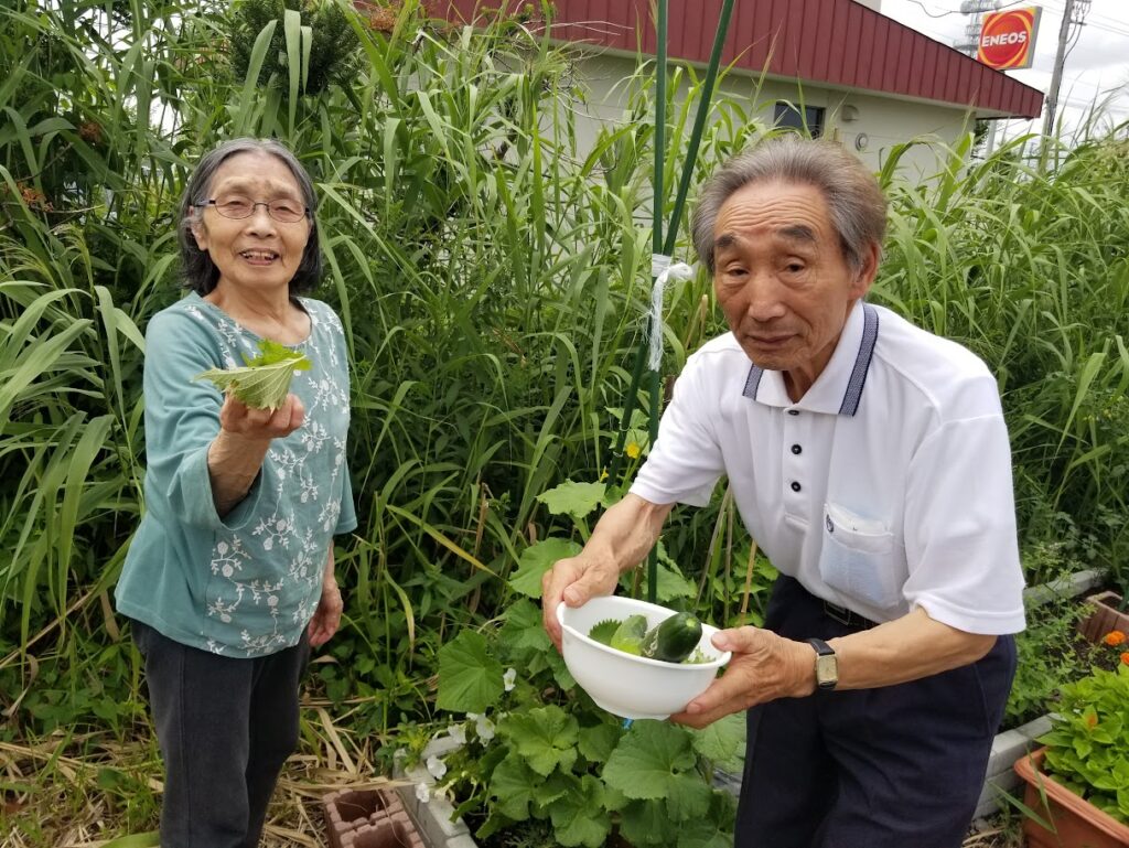 夏野菜収穫